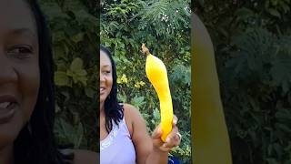 Products of a container garden #shorts #food #viralvideo #youtube #youtubevideo #farmingontherocks