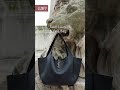 Top 6 Saint Laurent Bags To Buy In 2024 #designerbags