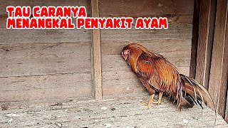 PERCAYALAH‼️ AYAM KITA GAK BAKAL MATI KENA PENYAKIT KALAU PAKAI CARA INI