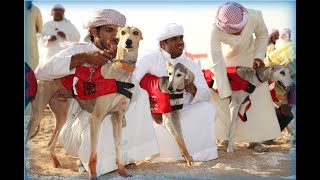 TERNYATA ADA JUGA LOMBA PACU ANJING SALUKI DI UNI EMIRAT ARAB