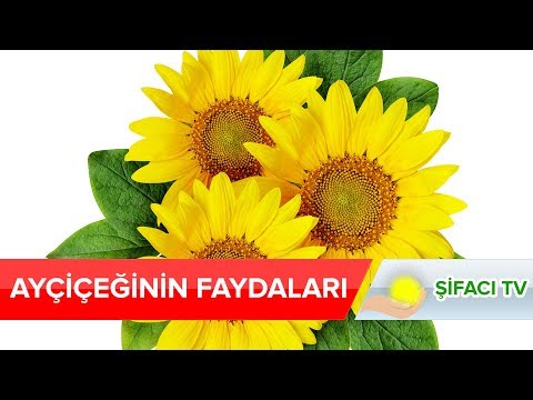 Video: Ayçiçeğinin Iyileştirici özellikleri