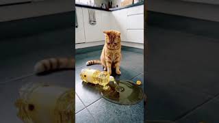 crazy cat 🐈 #funny #bollywoodcomedy #prank #walkinspiritoftheholyspirit #duet #mcmboneke