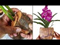 Fast growing orchid plant ideas | Best orchid planting method for quickly bloom flowers