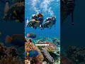 Dive Into the Wonders of the Great Barrier Reef