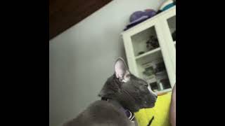 cat purring and kneading biscuits asmr