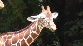 Giraffen Im Tierpark Hellabrunn