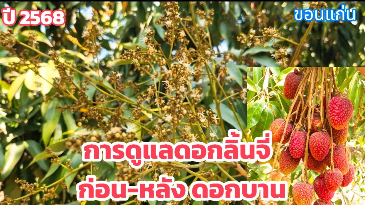 การดูแลลิ้นจี่นพ1ก่อนดอกบานและหลังดอกบานให้สามารถติดผลดกและป้องกันแมลงเจาะผลเล็ก