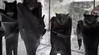 Kjdksne ol Kljlsirur - Bat Gäng