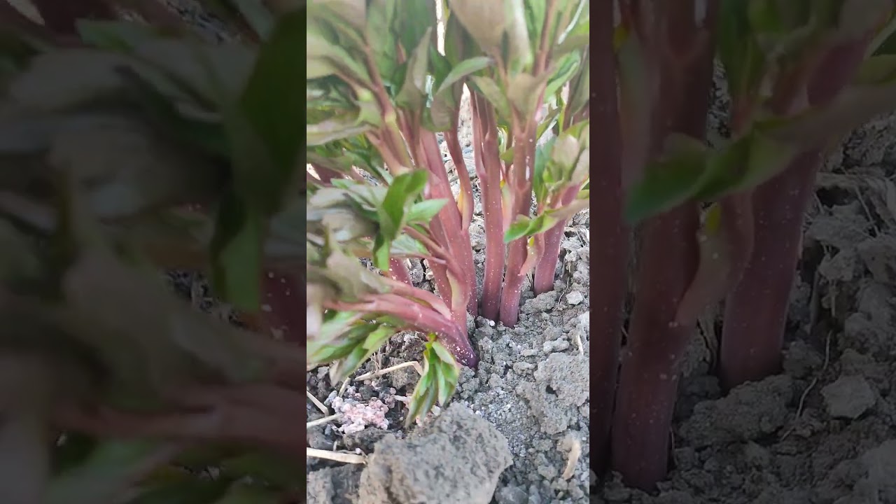 Ранние сорта пиона Коралл Сансет Команд Перформанс Рубра Плена пион на срез