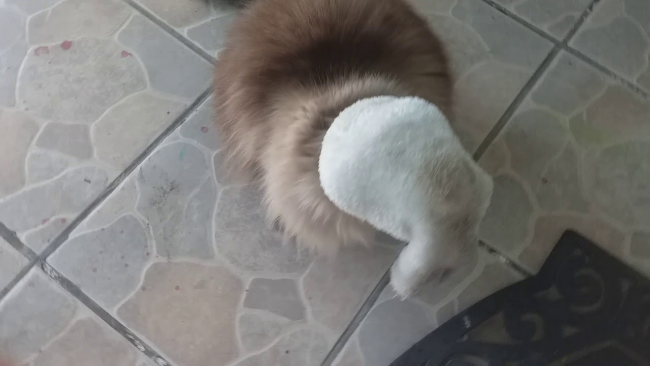 I put a sock on my cat's head YouTube