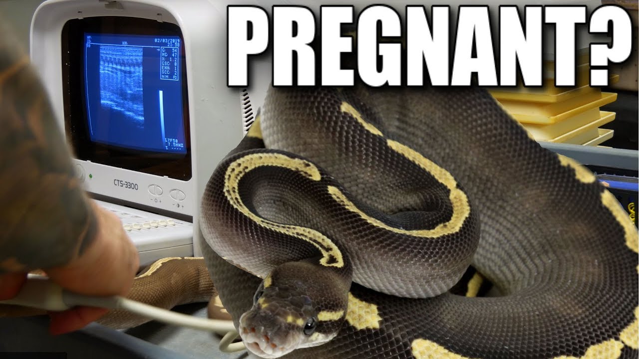 vlogs in spanish IS my SNAKE PREGNANT?? ULTRASOUNDING my SNAKES!! | BRIAN BARCZYK
