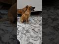 दो प्यारे Dogs का Cute Moment 😍🐶 | Dog Lovers Must Watch #dog #doggielife #doglove #shorts