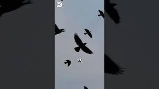 bond between crows and their problem solving abilities. 😊