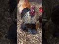 The boys had a lot to say this morning… well, most of them did 🐓 #farmlife #chickens #rooster #fyp