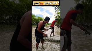 ? সুন্দরবনে বাঘের ডাক ?royalbengaltigersundarbanvlogs sundarbantravel fishing