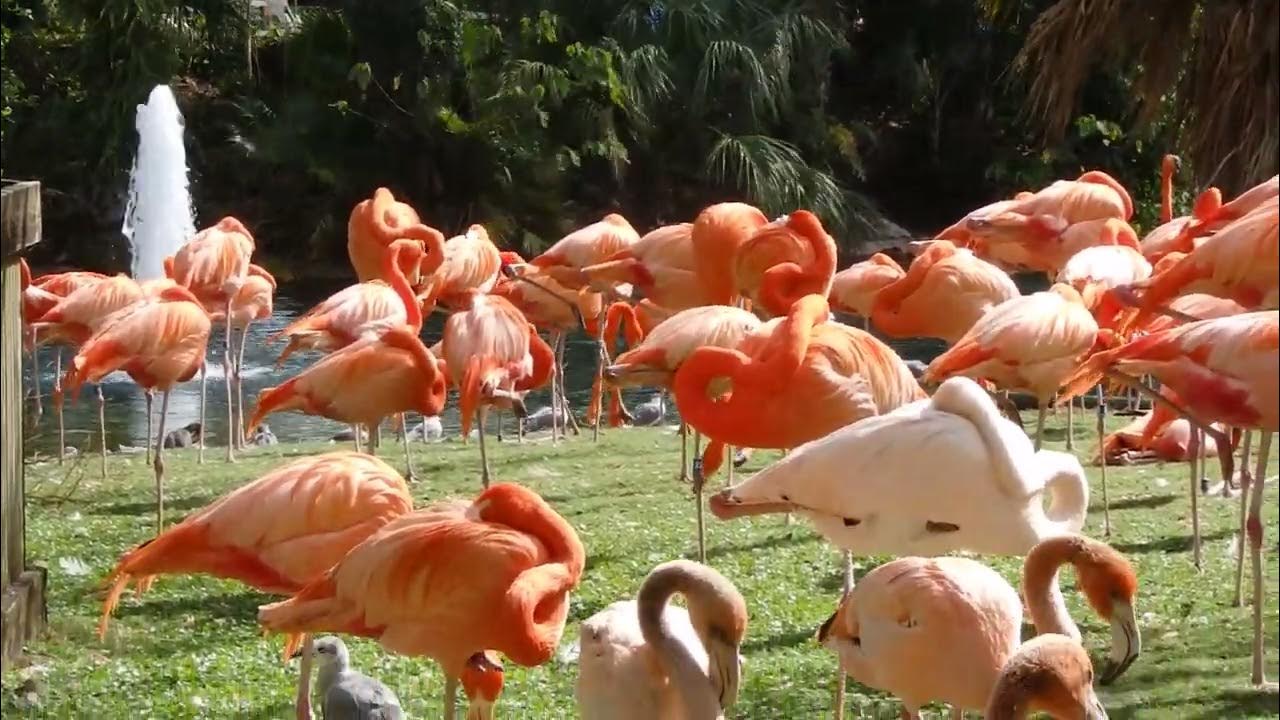 DANÇA DOS FLAMINGOS - ORLANDO FLÓRIDA JAN 2015 - YouTube