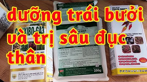 dưỡng trái bưởi và trị sâu đục thân trái lớn đẹp chống nứt 023 45