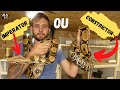 Différence entre le BOA CONSTRICTOR et IMPERATOR ?????