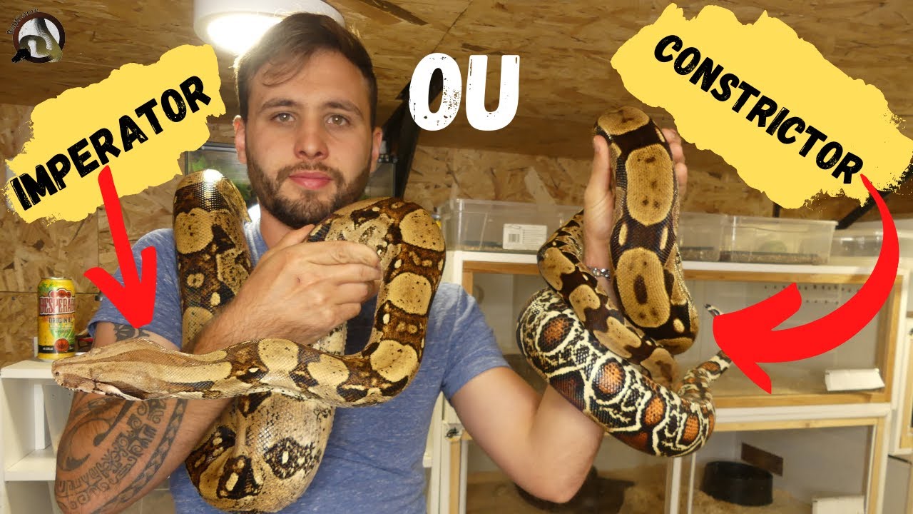 Différence entre le BOA CONSTRICTOR et IMPERATOR ????? YouTube