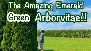Emerald Green Arborvitaes  The Ultimate Screening Tree!!