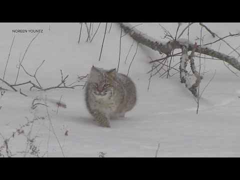 Bobcat Stalks Squirrel In Central Maine Youtube