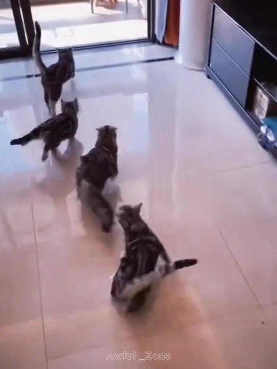 Cat's Can’t Insane Drifting💀 #Cat#Shorts