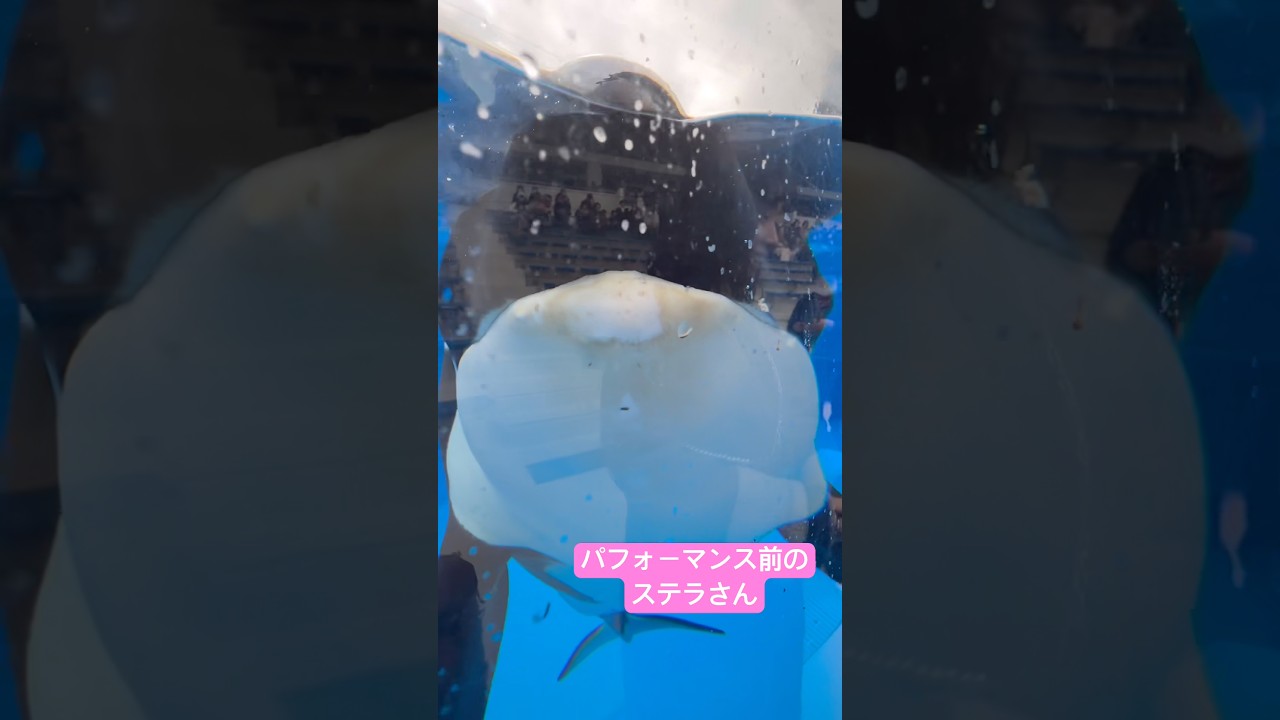 パフォーマンス前のステラさん　2026.2.