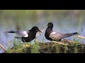 &quot;Black Tern: Jewel of the Marsh&quot;