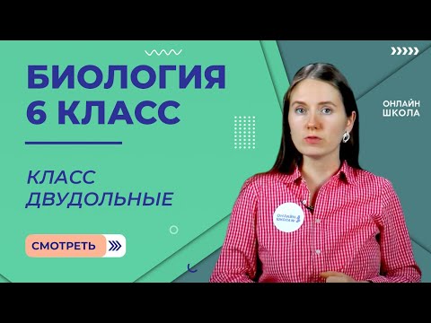 Класс двудольные. Видеоурок 30. Биология 6 класс