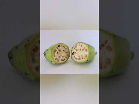 الموز الاصلي بدون تهجين والذي يحتوي على بذور مثل البطيخ والبرتقال