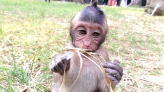 wild monkey at angkor wat, real life of monkey