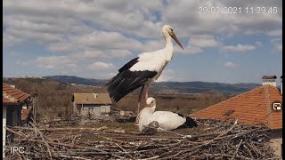 Камера предава на живо от гнездо на щъркели в село Драгушиново/Camera from a stork's nest, Bulgaria