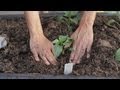 Download Vegetable Gardening Basics For Beginners Background