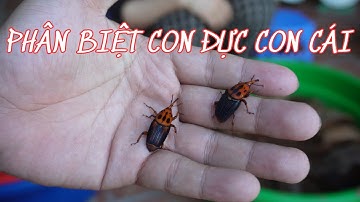 Cách trộn thức ăn và cách phân biệt đuông dừa đực, cái đơn giản dễ hiểu nhất