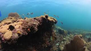 Diving in Pompano Beach with Caleb Whitford