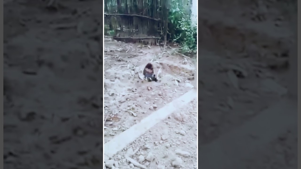 Sangat LANGKA,, ayam jago vs Burung Jalak,,, 