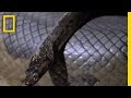 Anaconda Babies | National Geographic