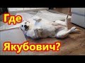 Где Якубович?