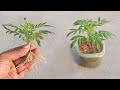 How to grow marigold cutting faster  grow cutting plants easily