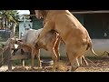 Wow!! Cow Man Use Traditional Style To Produce The Baby Cow 2021#03