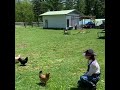 鶏は名前をわかってます。
