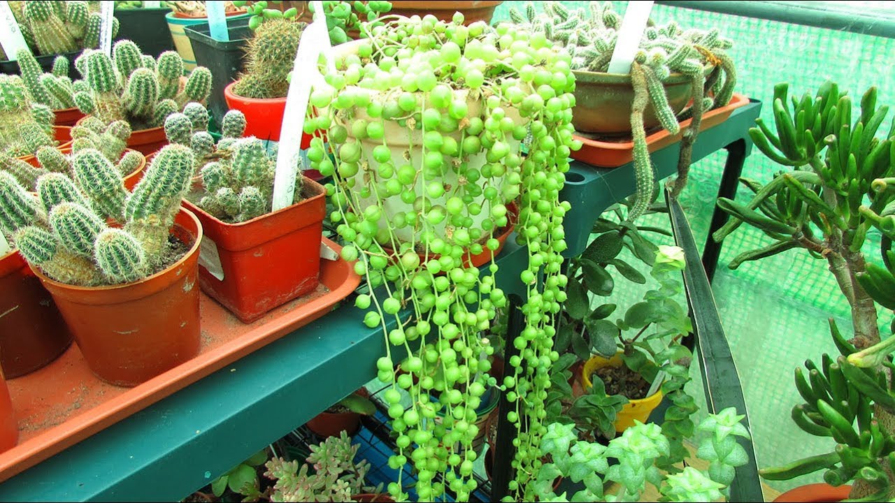 My String of Pearls Succulent Plant Propagation UPDATE - Senecio