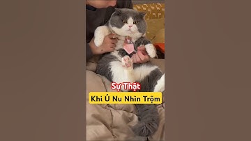 Sự Thật Khi Ú Nu Nhìn Trộm 🧠🐱 #thúcưng #vậtnuôi #chómèohàihước #funny