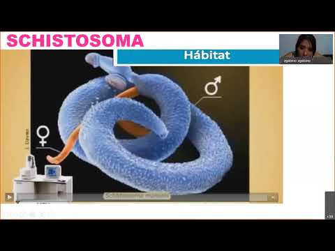 Video: Cosa provoca lo schistosoma ematobio?