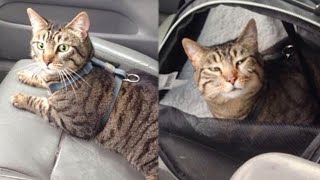 Funny cats reaction when realize they are going to the Vet😱