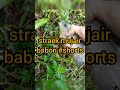 straek mujair babon #shorts #mancingwader #microfishing #mancingikanwader#videoviral