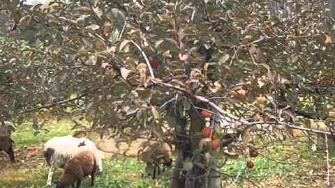 Kessy tending sheep in the orchard