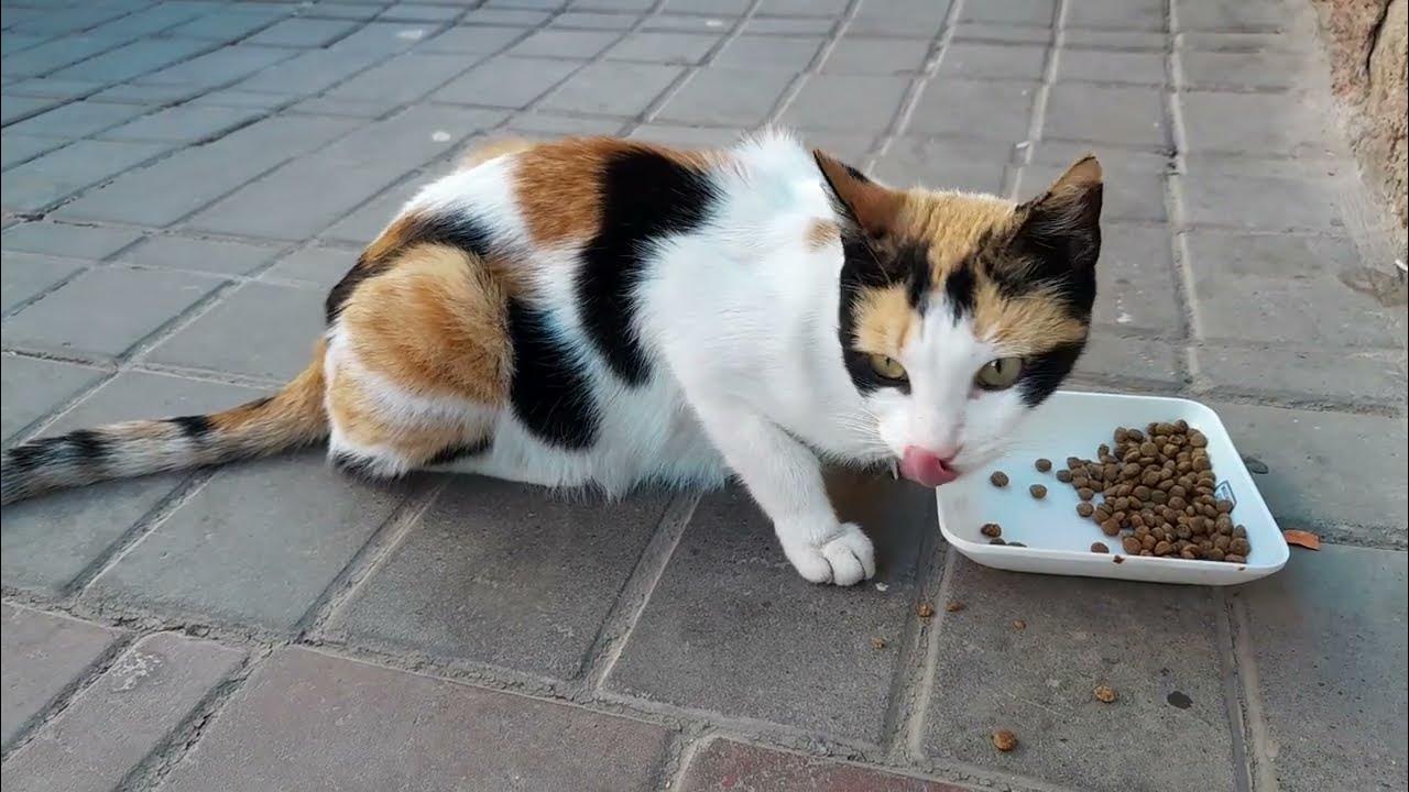 Cat rescue Cat abandonment Stray cats Cat foster care Cat homelessness