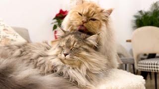 How a cute cat takes care of his girlfriend [Cuteness Overload] by The Fluffiest 5,554 views 3 months ago 1 minute, 3 seconds