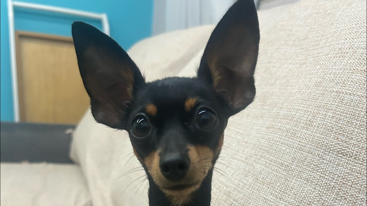 MAIS UMA DA SÉRIE: TROLANDO TIFANY 😜 #pets #animals 